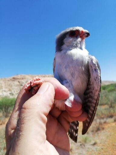 Pygmy Falcon - ML643075608