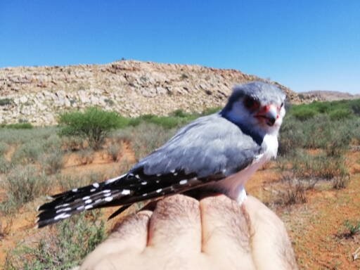 Pygmy Falcon - ML643075609