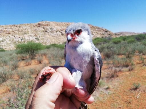 Pygmy Falcon - ML643075610