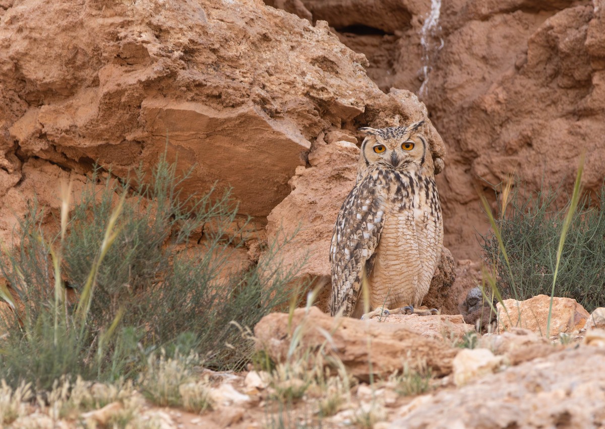 Pharaoh Eagle-Owl - ML643075612