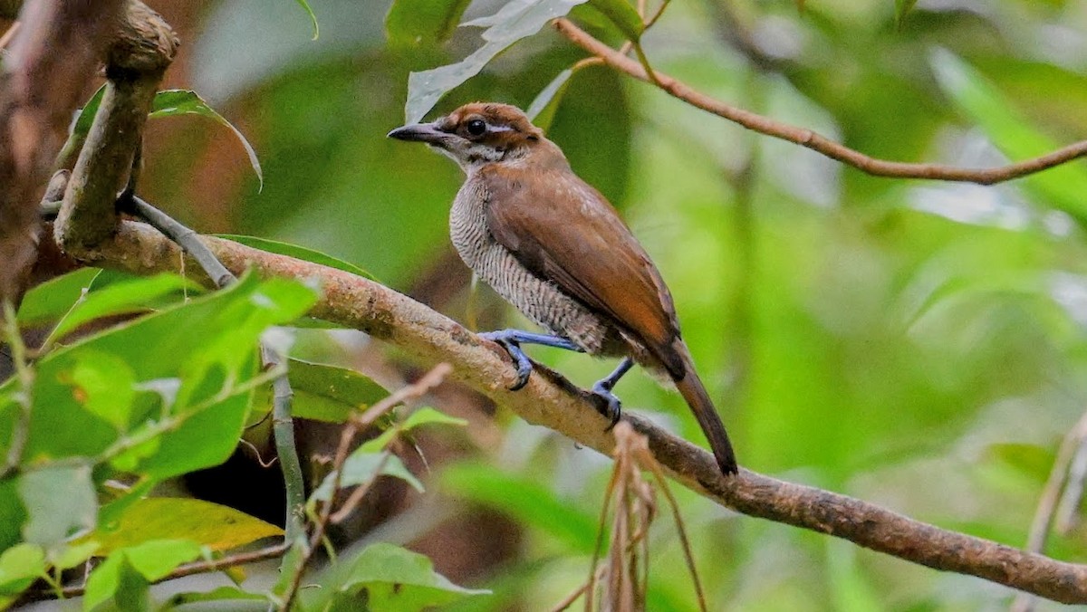 Magnificent Bird-of-Paradise - ML643075617