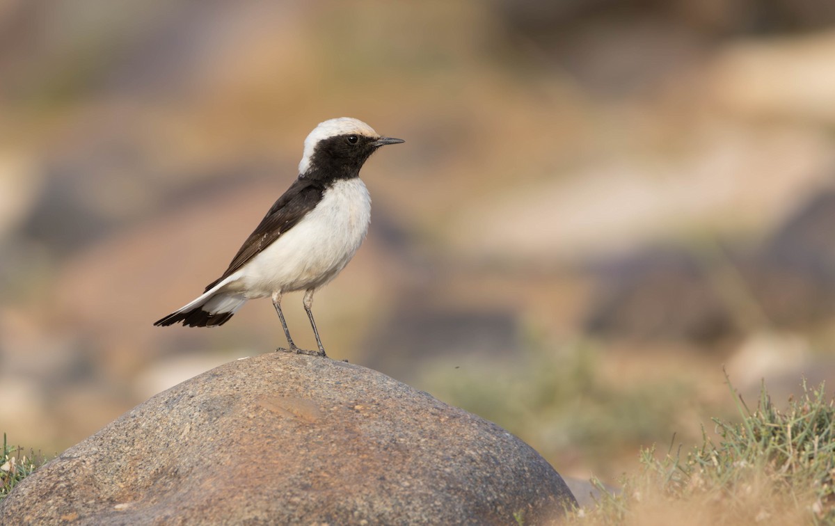Mourning Wheatear (Maghreb) - ML643075638