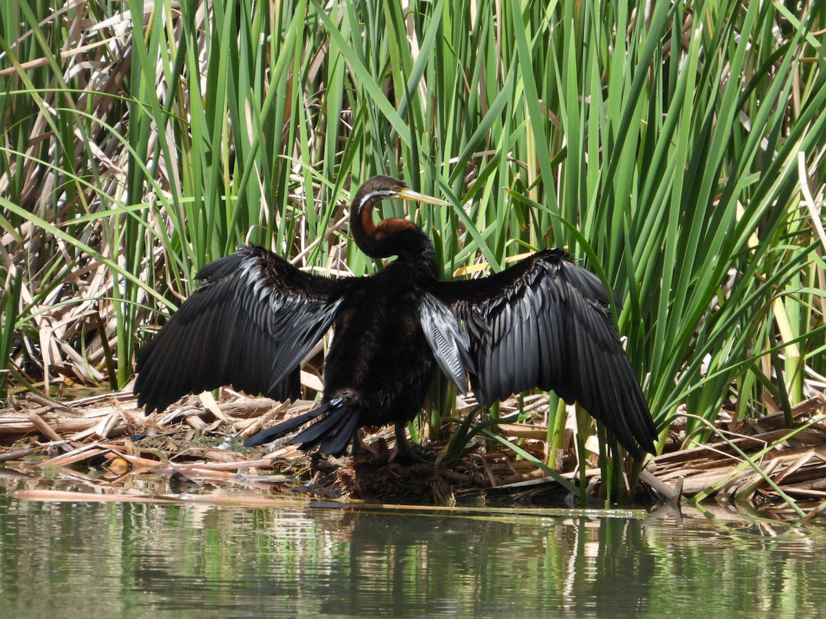 Australasian Darter - ML643075642