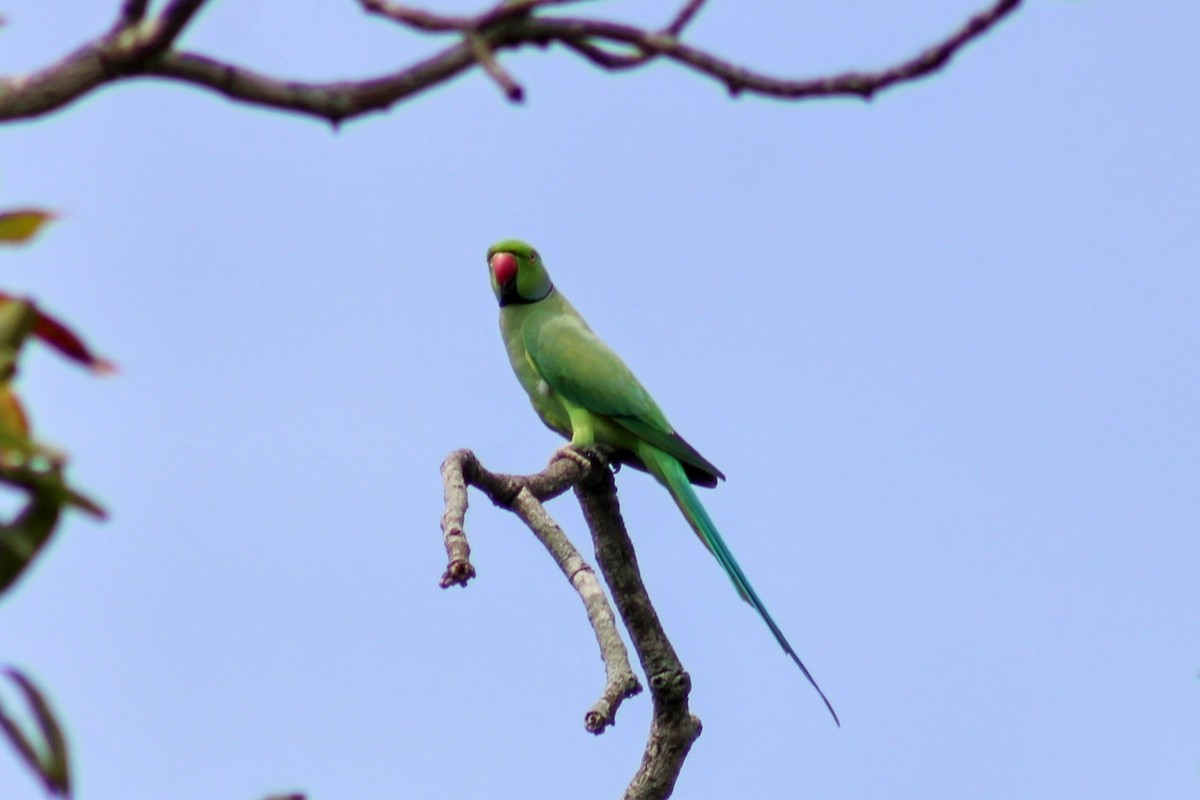 Rose-ringed Parakeet - ML643075666