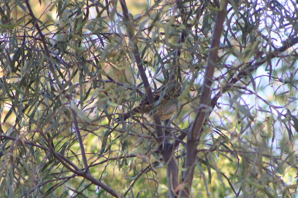 Spotted Bowerbird - ML643075667