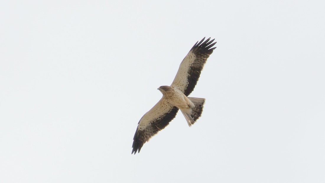 Booted Eagle - ML643075669