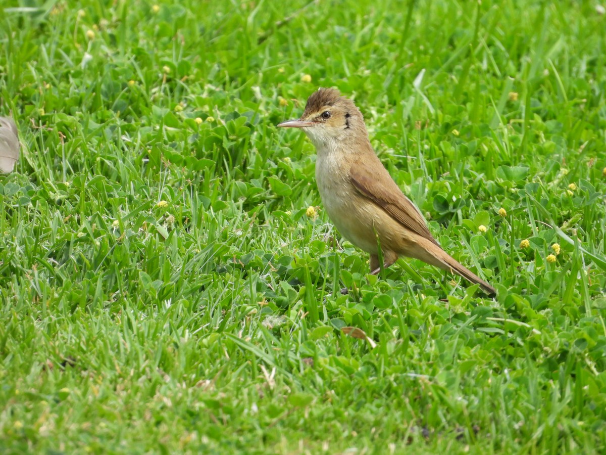 Australian Reed Warbler - ML643075671