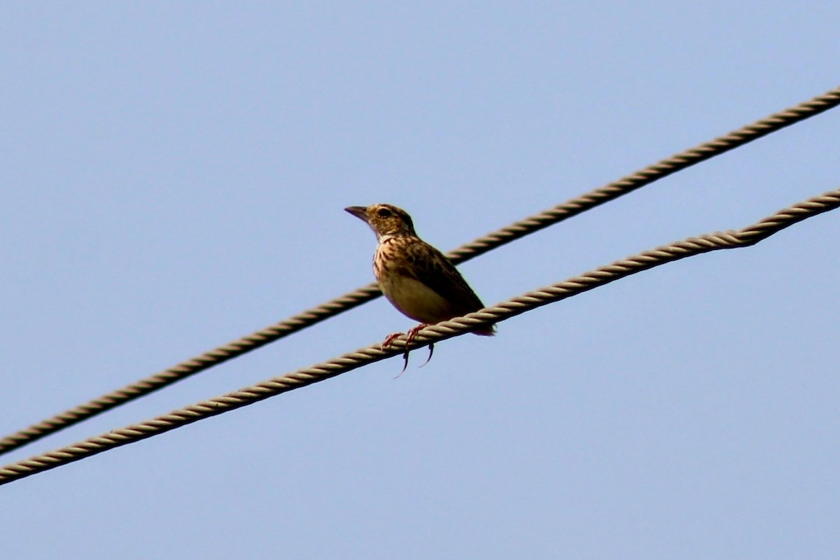 Jerdon's Bushlark - ML643075672