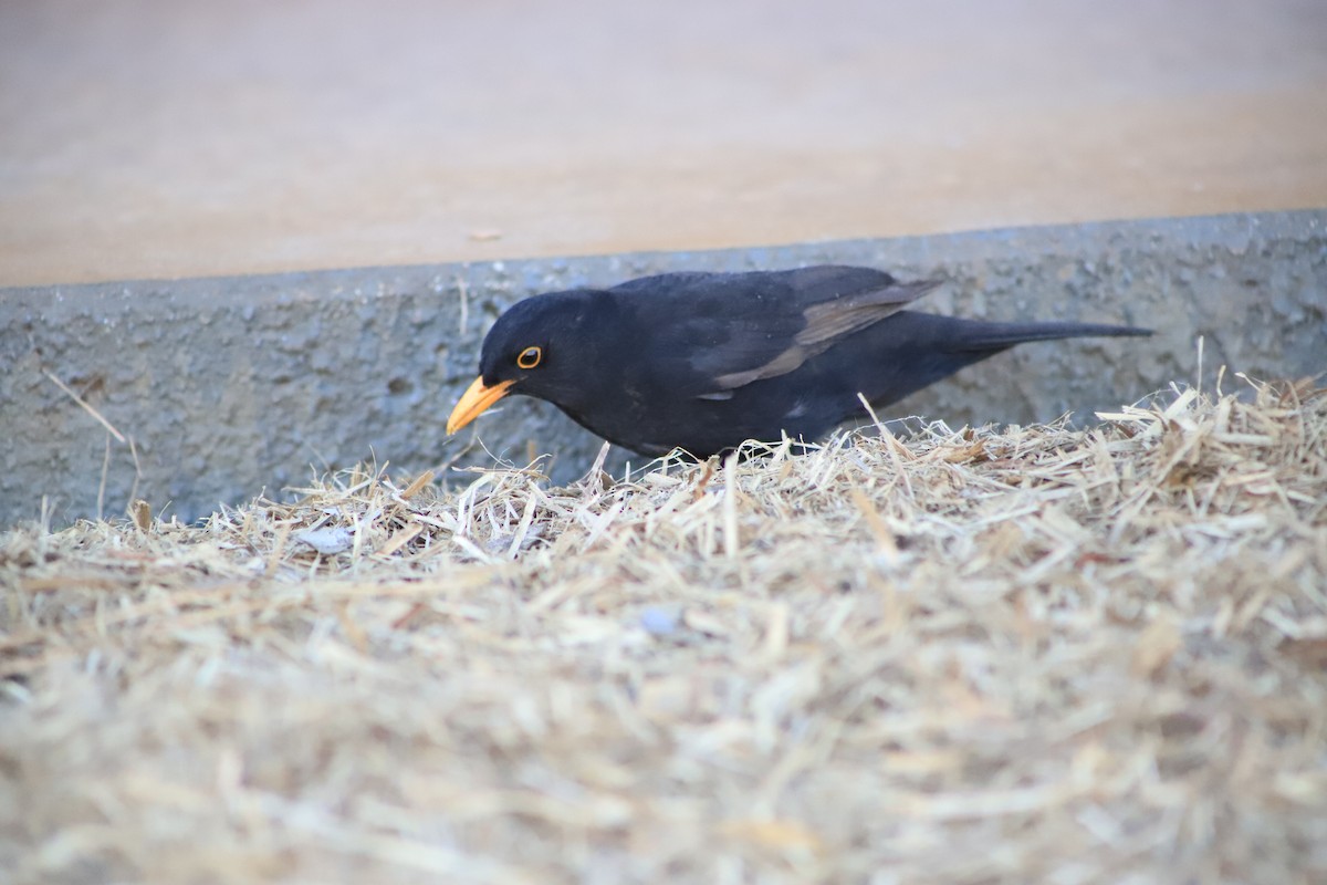Eurasian Blackbird - ML643075678