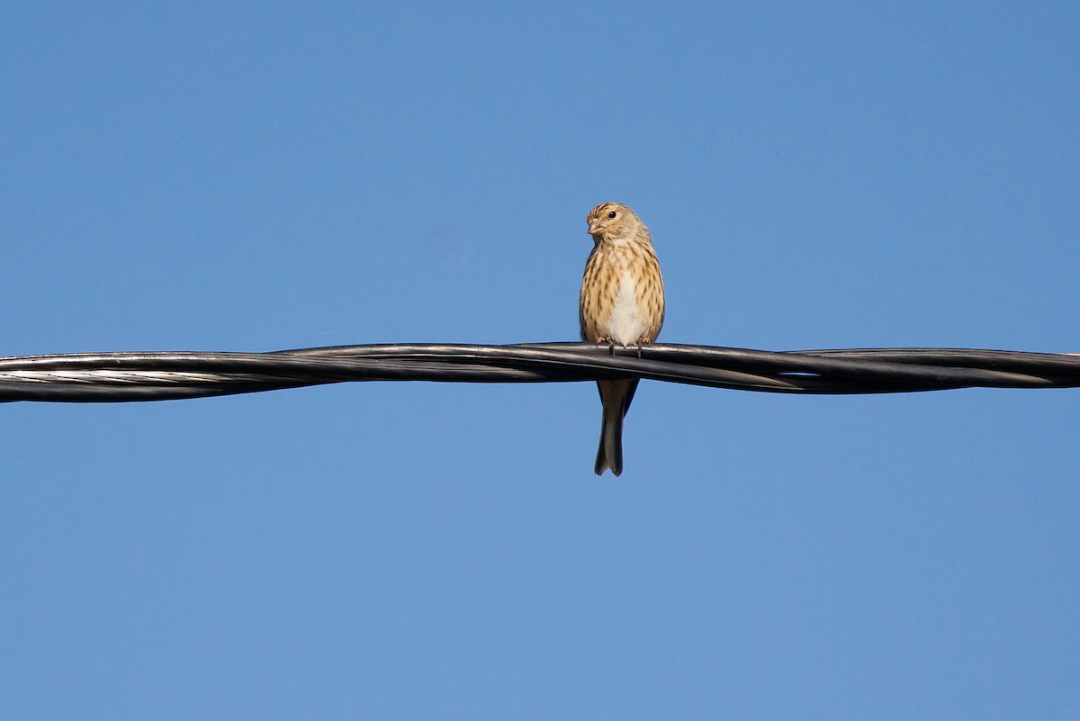 Eurasian Linnet - ML643075683