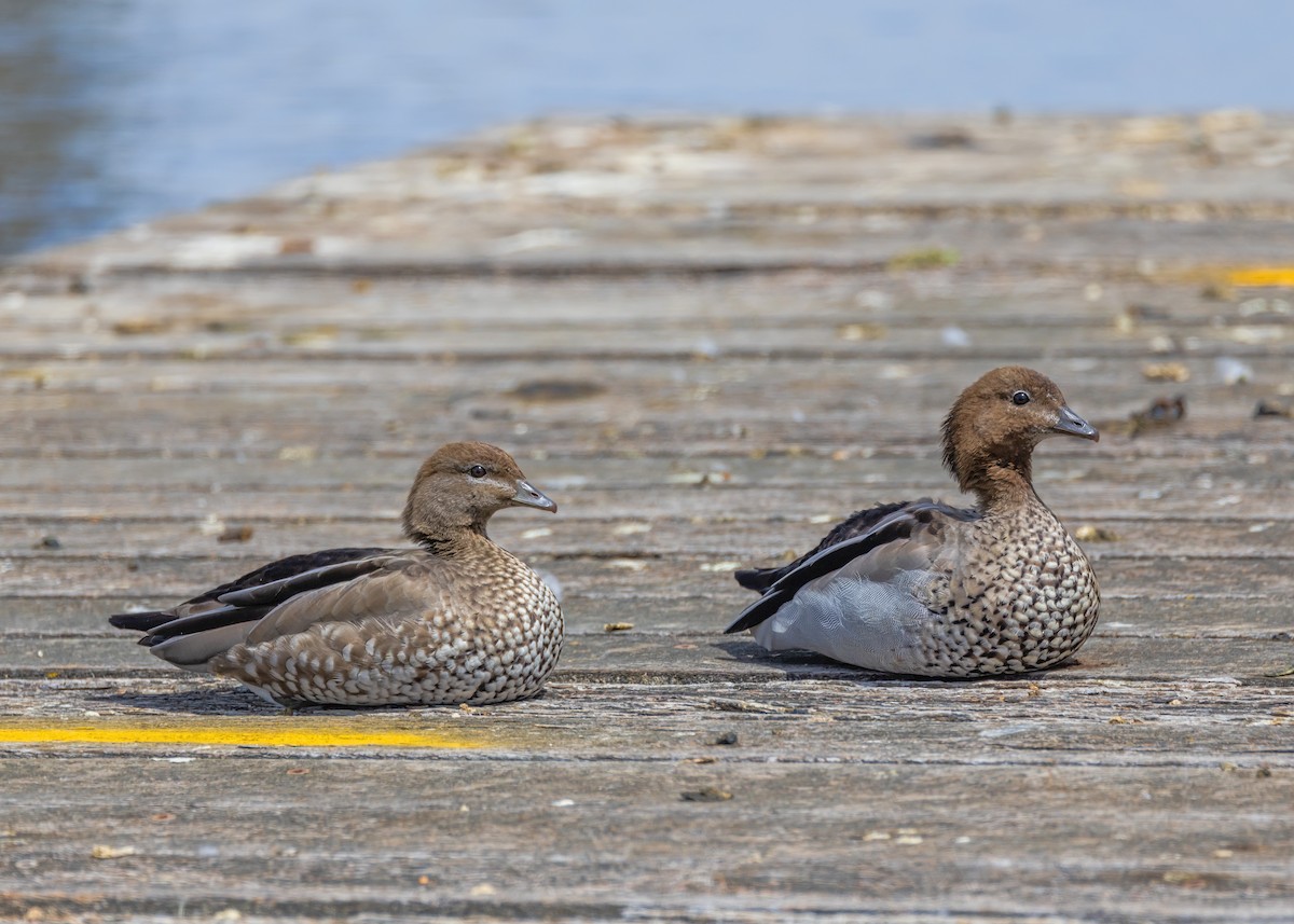 Maned Duck - ML643075696