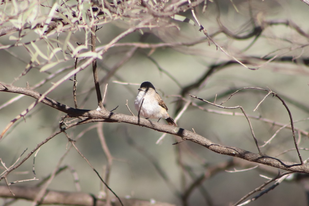 Chestnut-rumped Thornbill - ML643075698