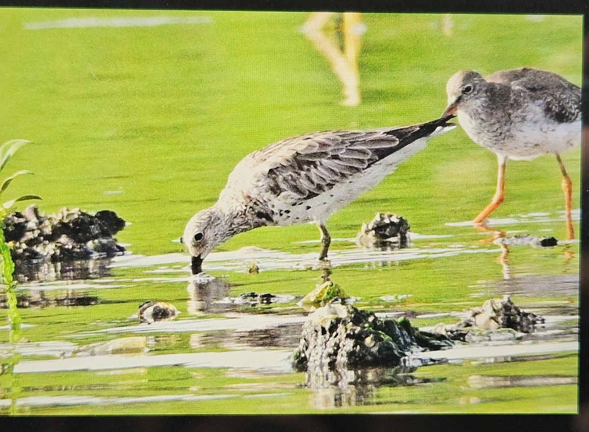 Great Knot - ML643075699
