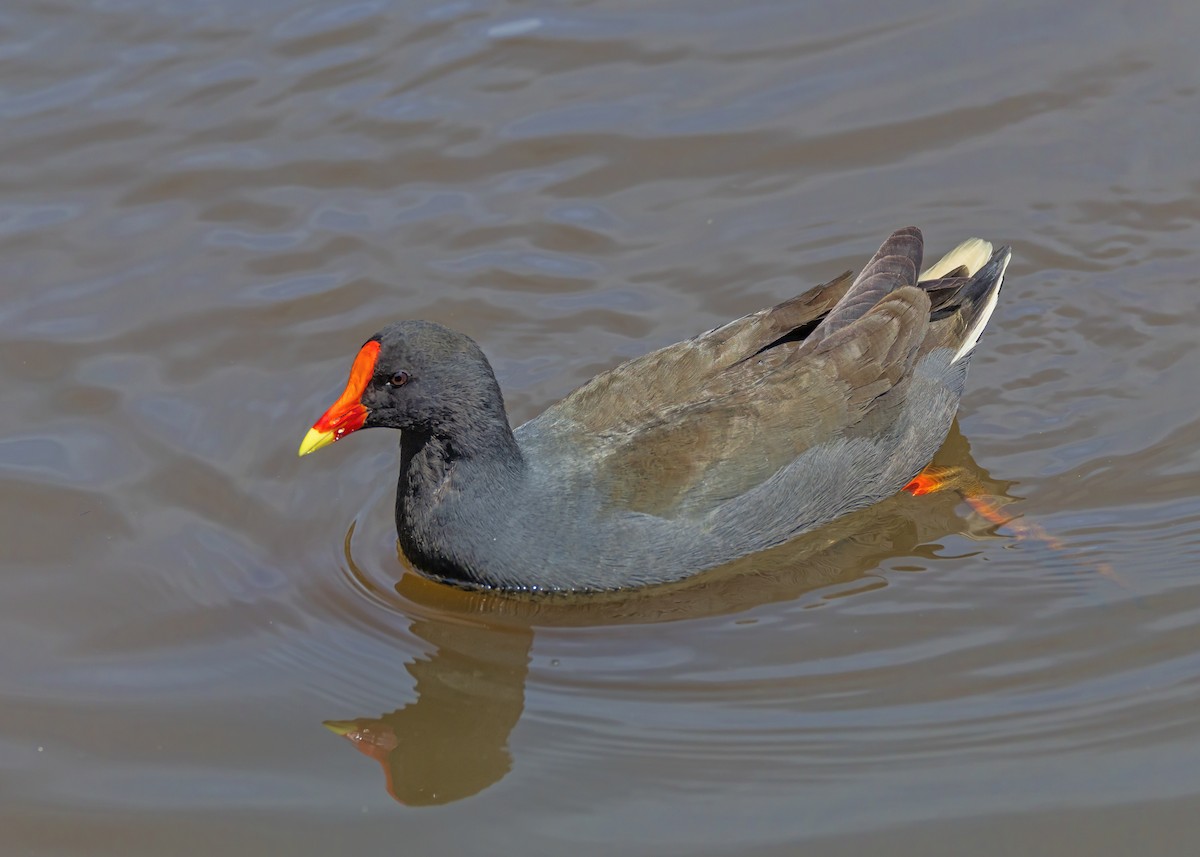 Dusky Moorhen - ML643075710