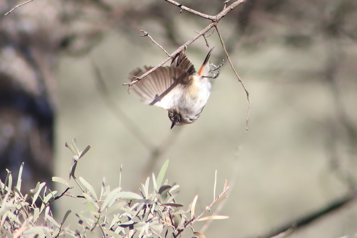Chestnut-rumped Thornbill - ML643075711
