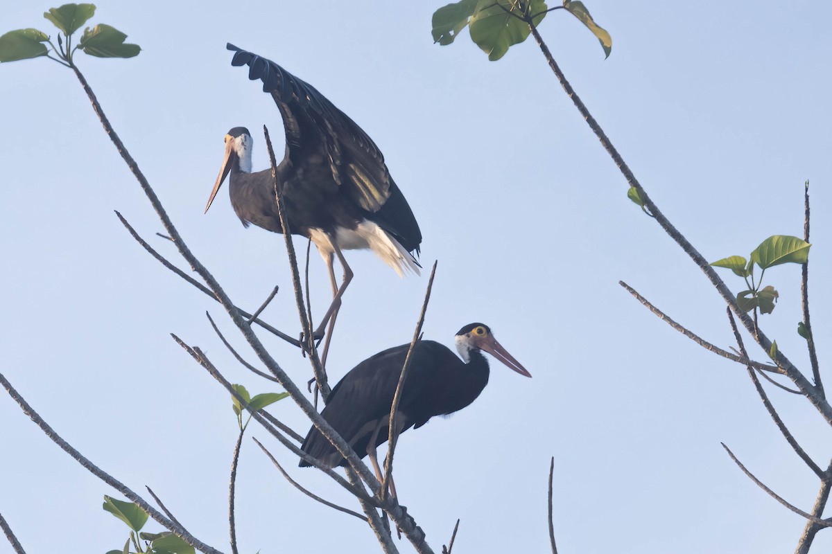 Storm's Stork - ML643075744