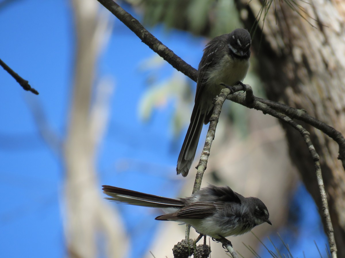 Gray Fantail - ML643075745
