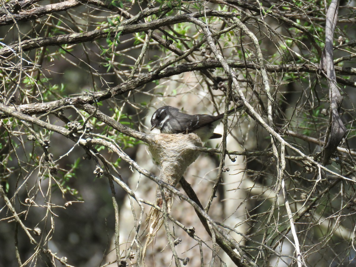 Gray Fantail - ML643075746