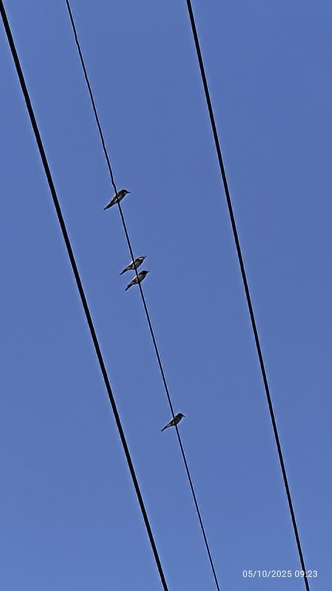 European Bee-eater - ML643075758