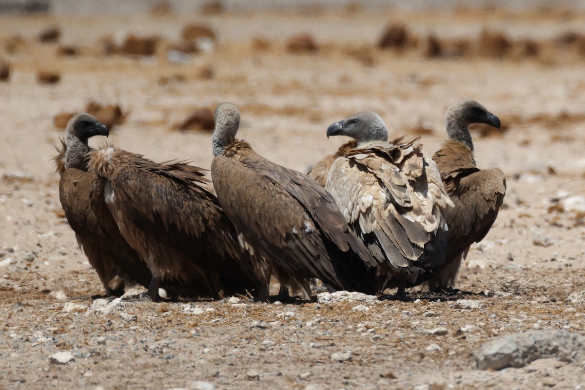 Kapgeier - ML643075760