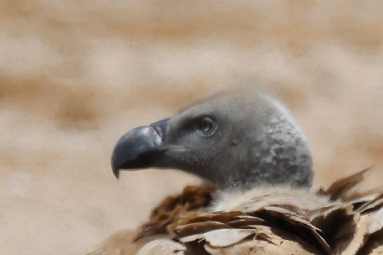 Kapgeier - ML643075761