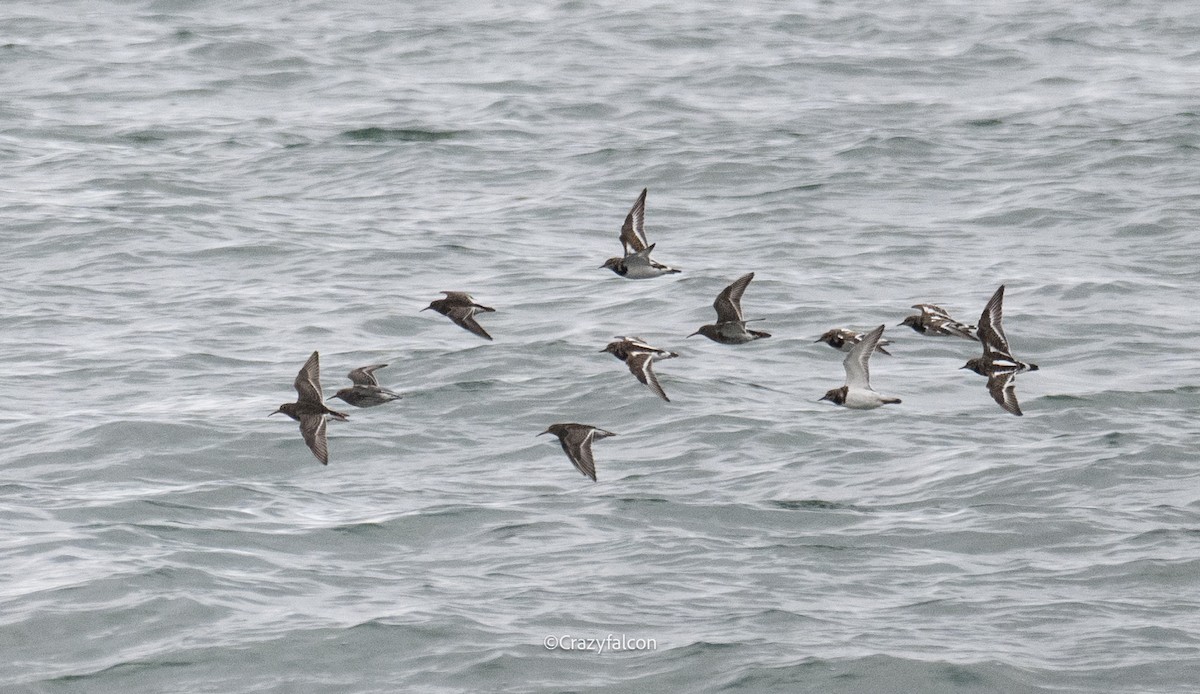Purple Sandpiper - ML643075767