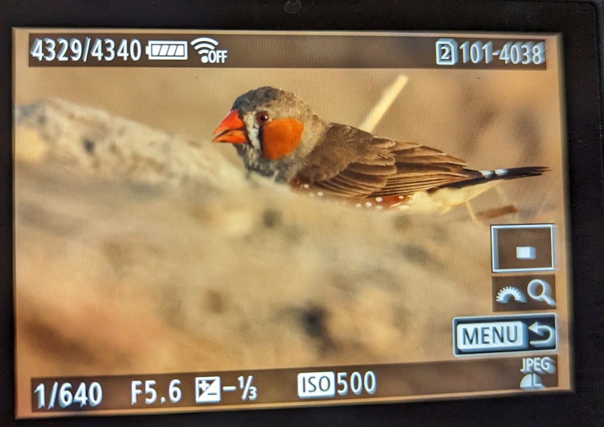 Zebra Finch (Lesser Sundas) - ML643075776