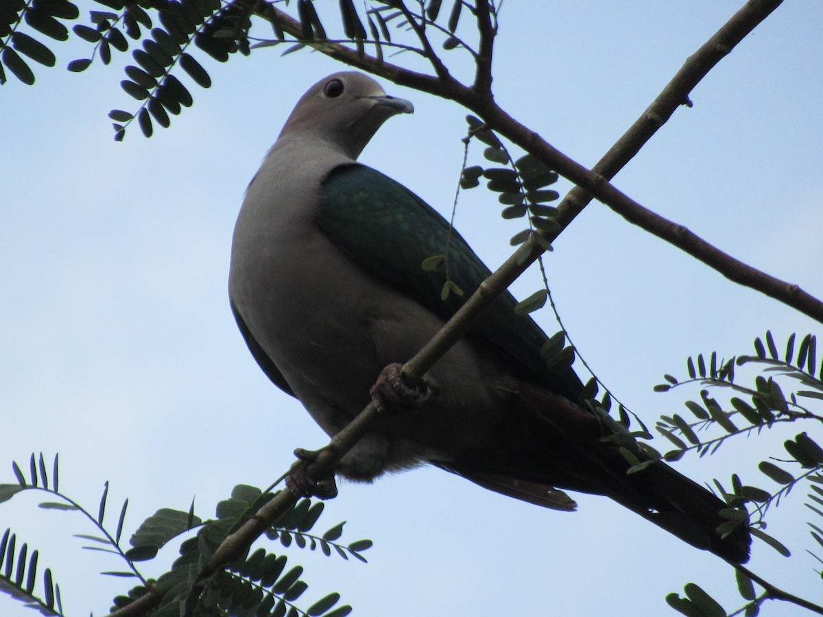 Green Imperial-Pigeon - ML643075780