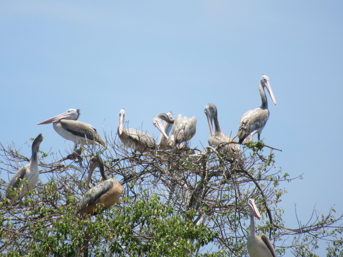 Spot-billed Pelican - ML643075797