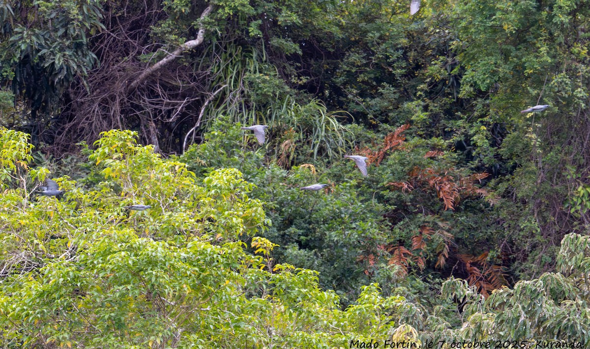 Barred Cuckooshrike - ML643075798