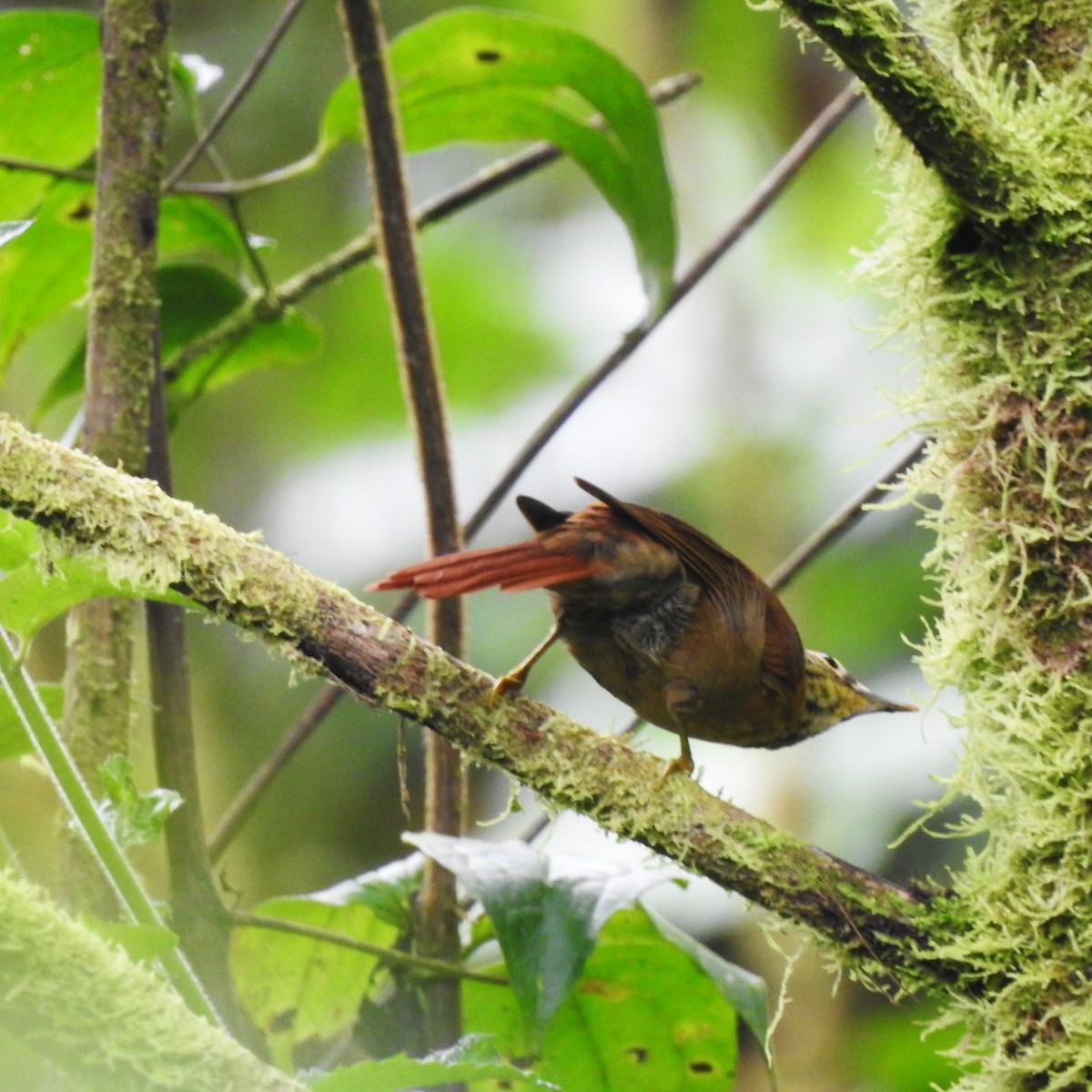 Scaly-throated Foliage-gleaner (Spot-breasted) - ML643075844