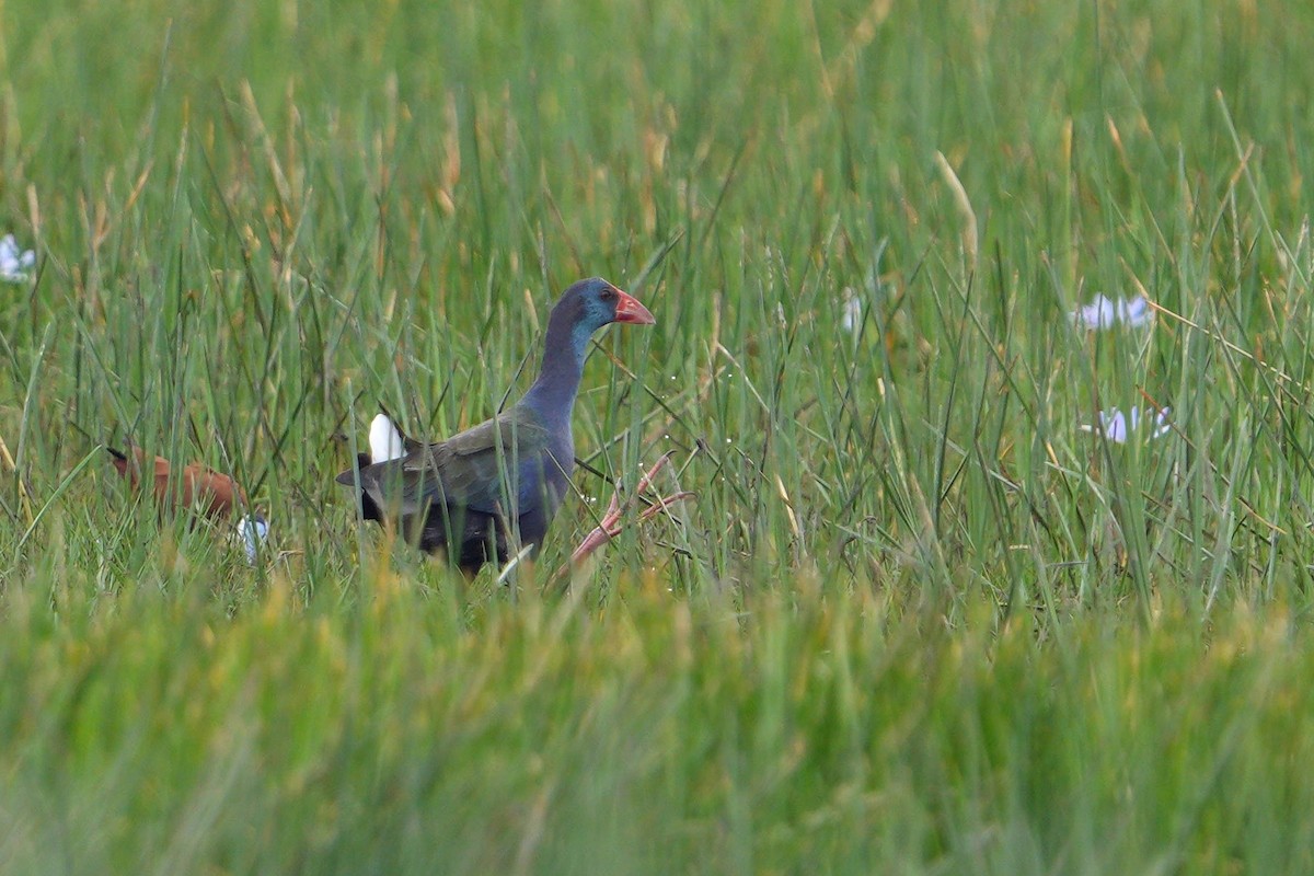 African Swamphen - ML643075852