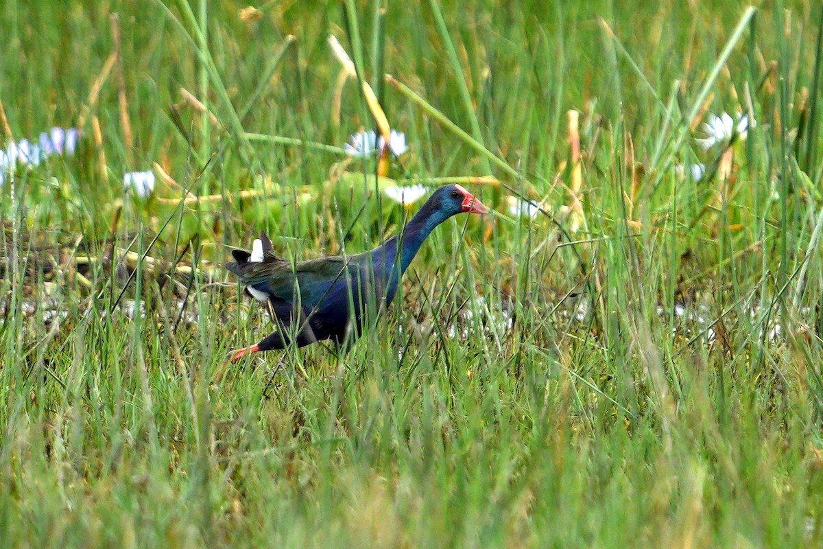 African Swamphen - ML643075853