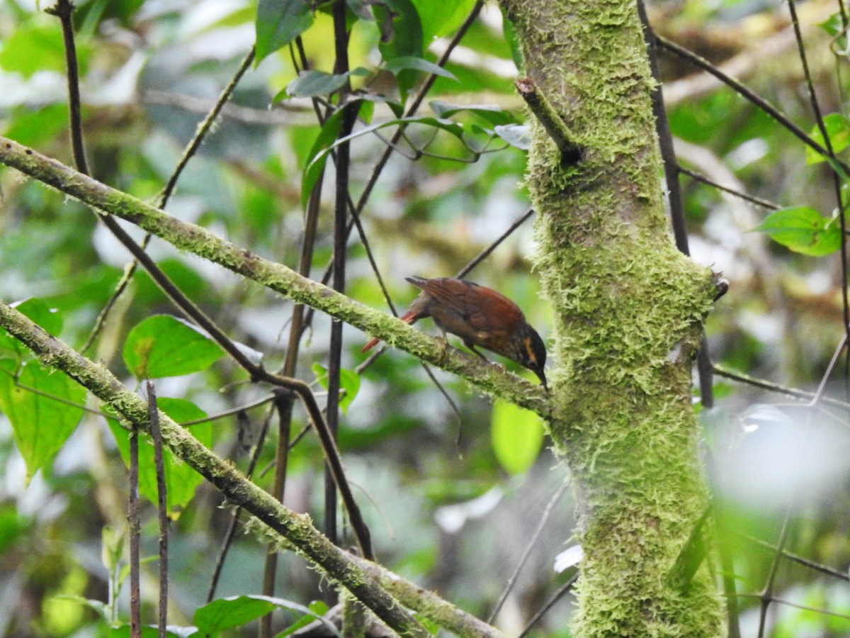 Scaly-throated Foliage-gleaner (Spot-breasted) - ML643075859
