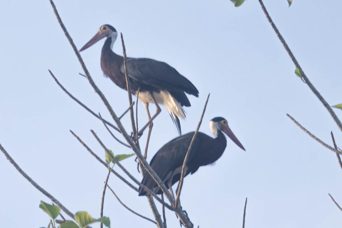 Storm's Stork - ML643075860