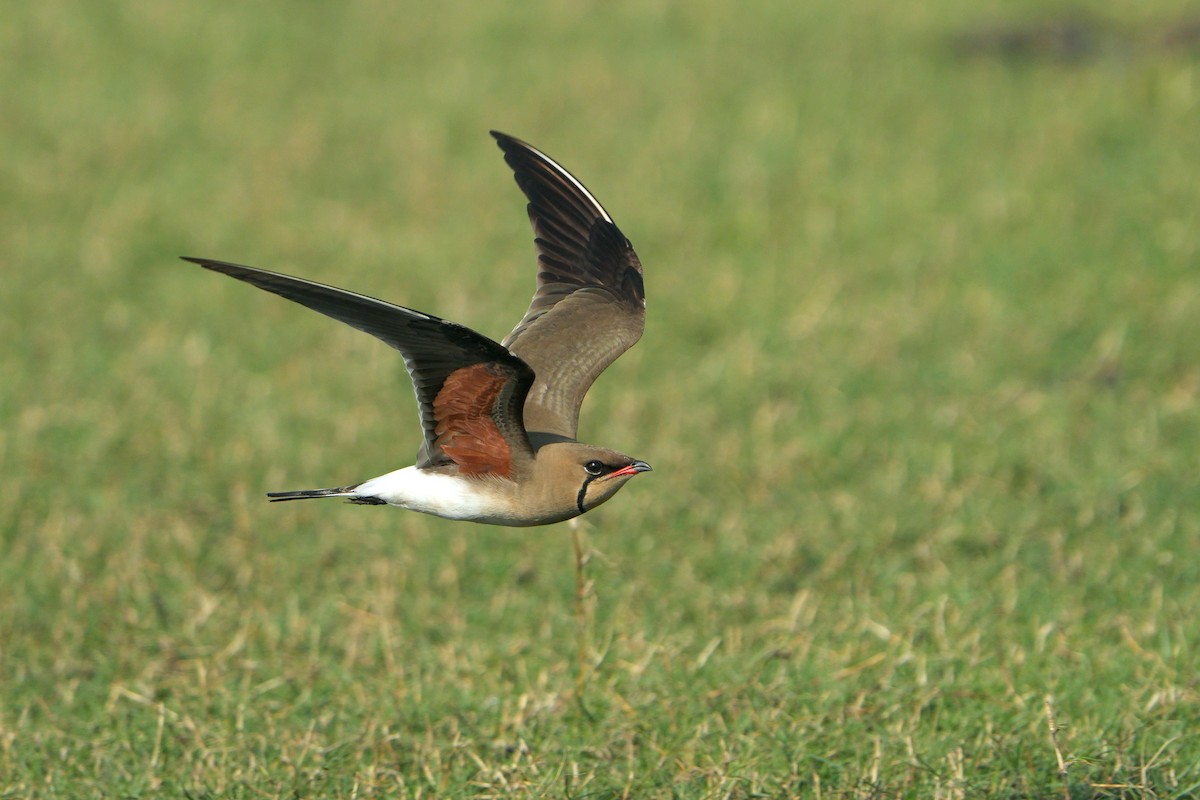 Collared Pratincole - ML643075862