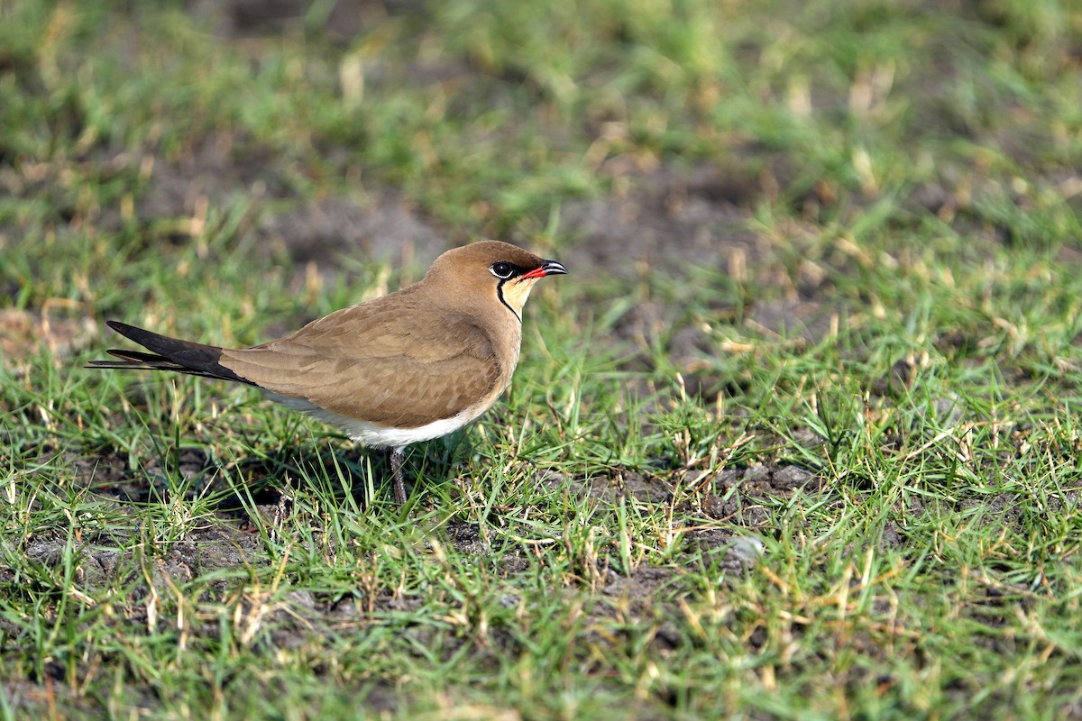 Collared Pratincole - ML643075865