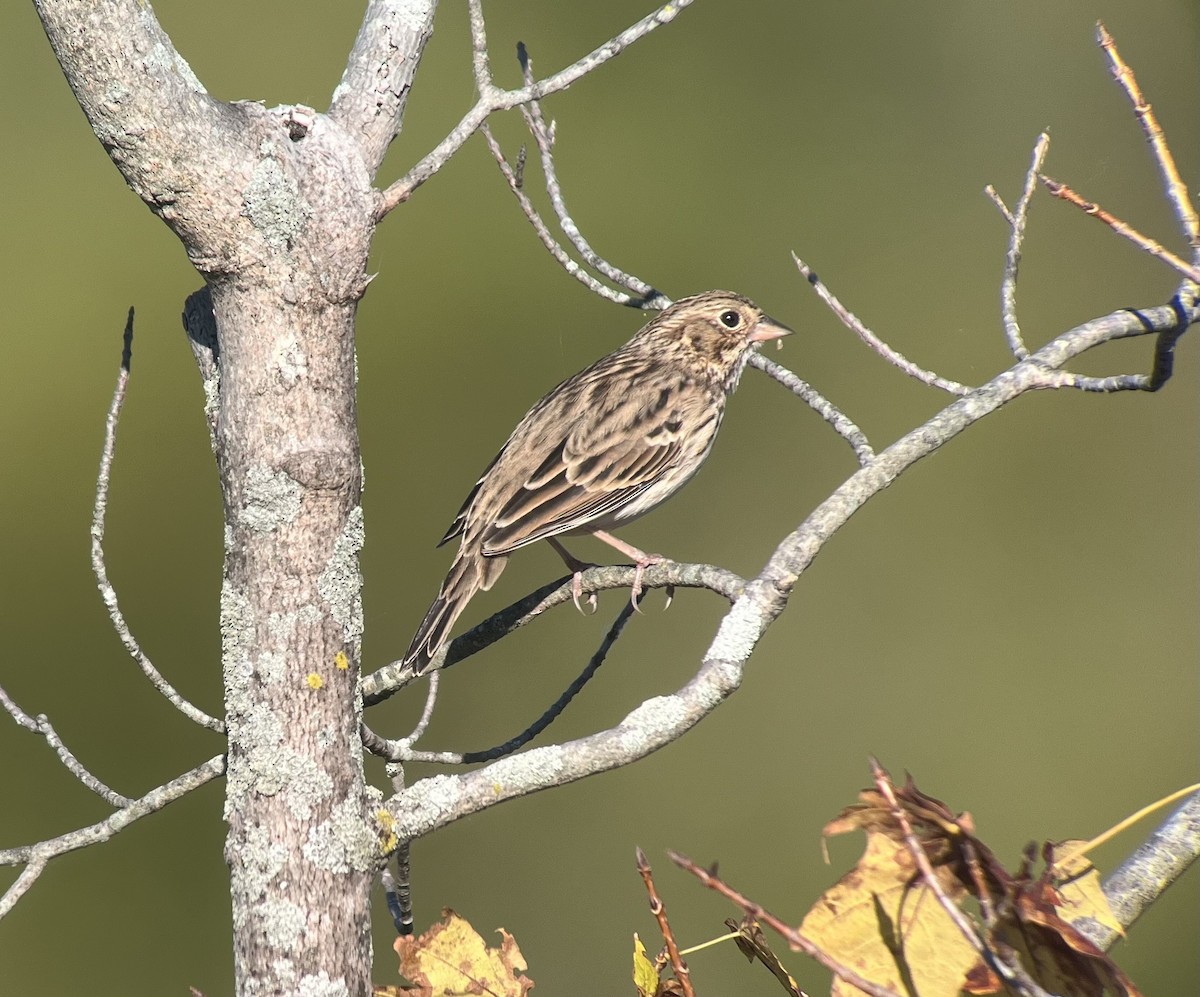 Vesper Sparrow - ML643075892