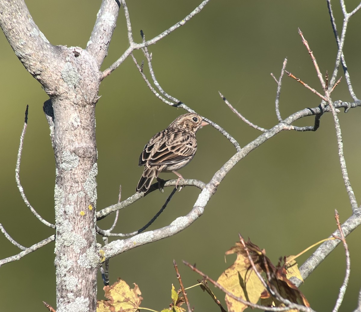 Vesper Sparrow - ML643075893