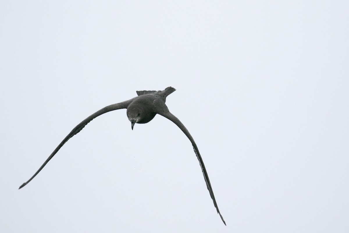 Gray-faced Petrel - ML643075907