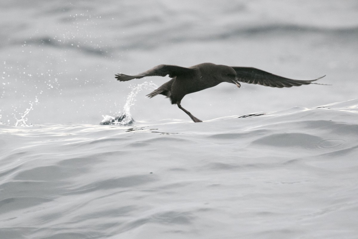 Short-tailed Shearwater - ML643075911