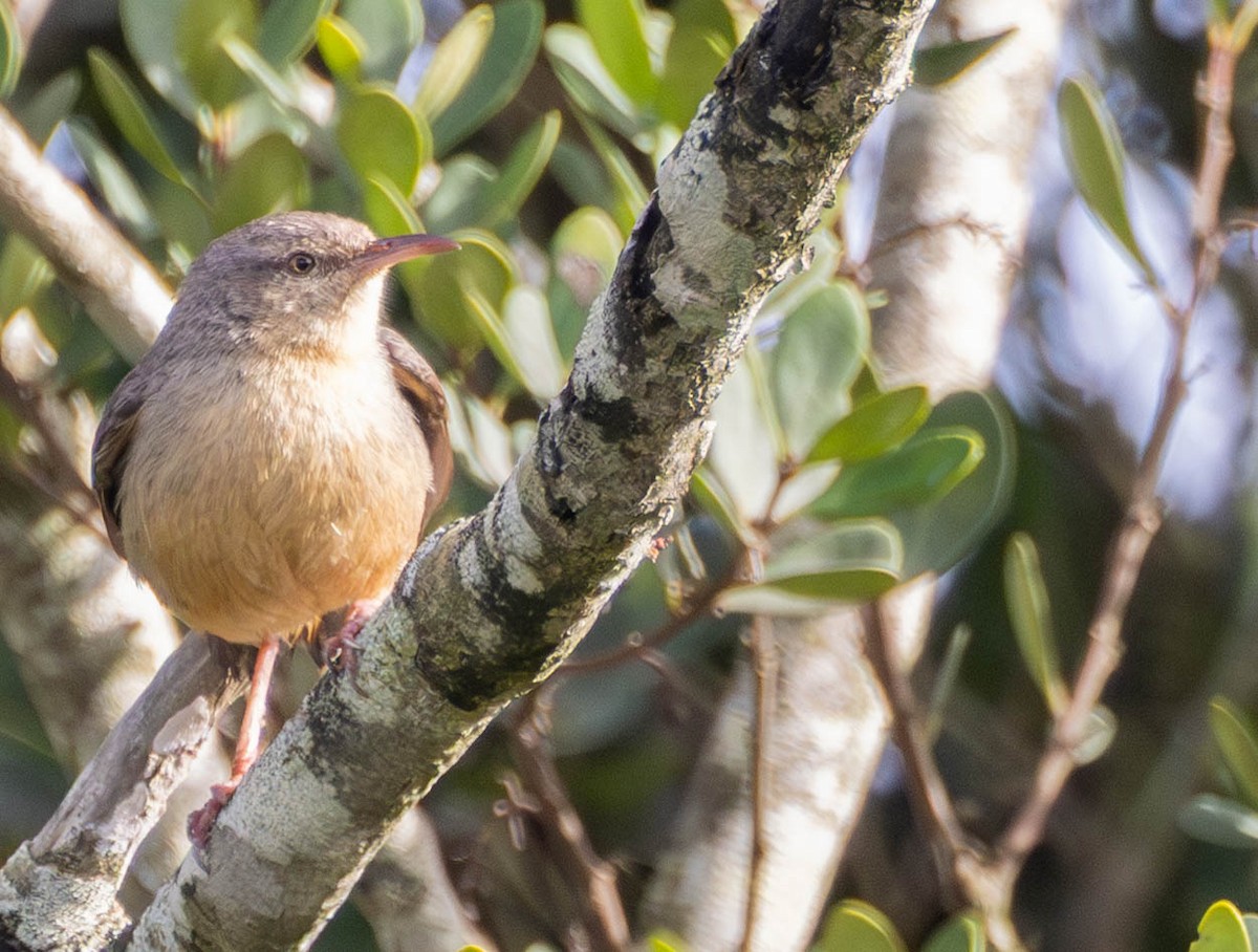 Long-billed Crombec - ML643075916