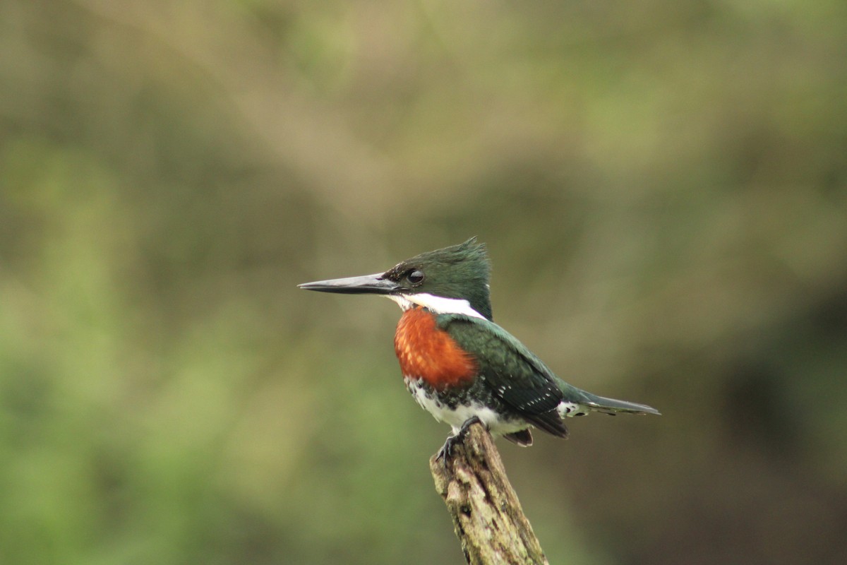 Martin-pêcheur vert - ML643075919