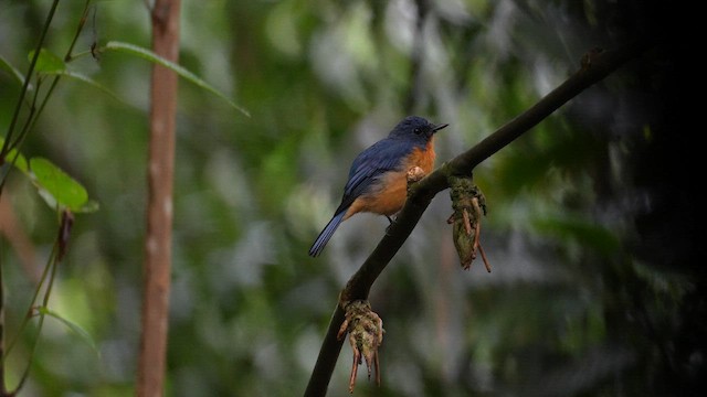 Dayak Blue Flycatcher - ML643075920