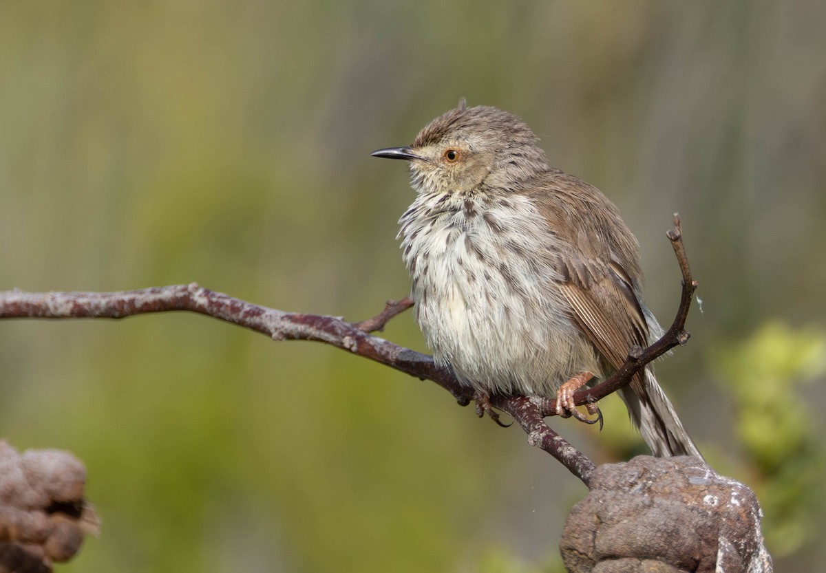 flekkprinia - ML643075927
