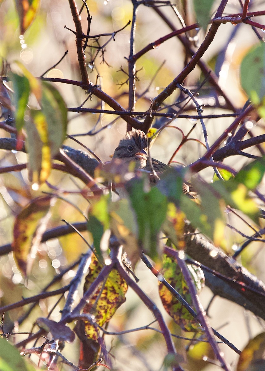 Lincoln's Sparrow - ML643075933