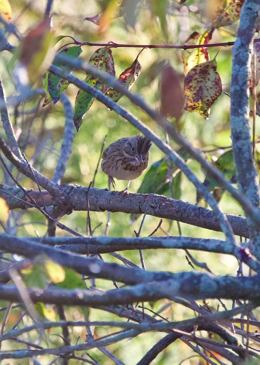 Lincoln's Sparrow - ML643075934