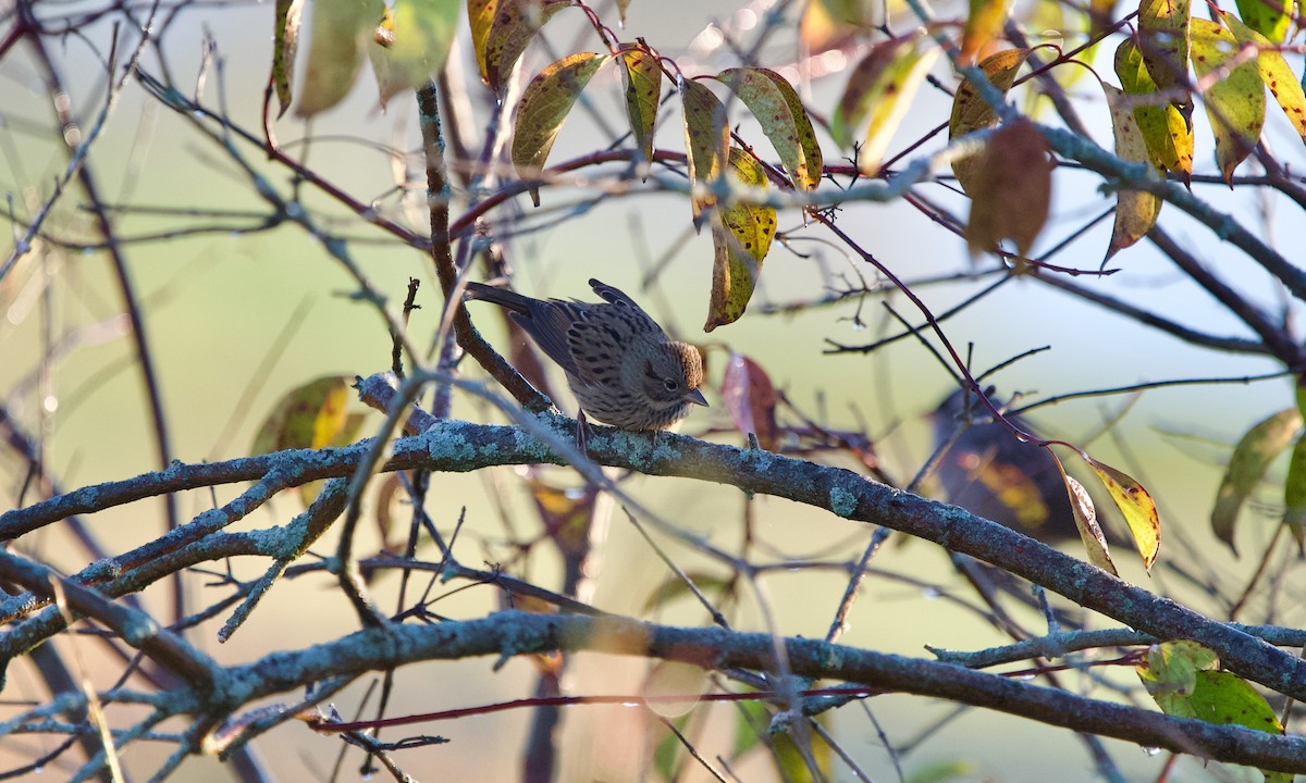 Lincoln's Sparrow - ML643075935