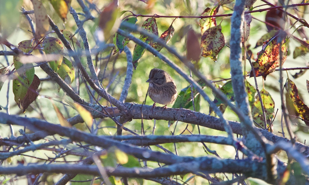 Lincoln's Sparrow - ML643075936