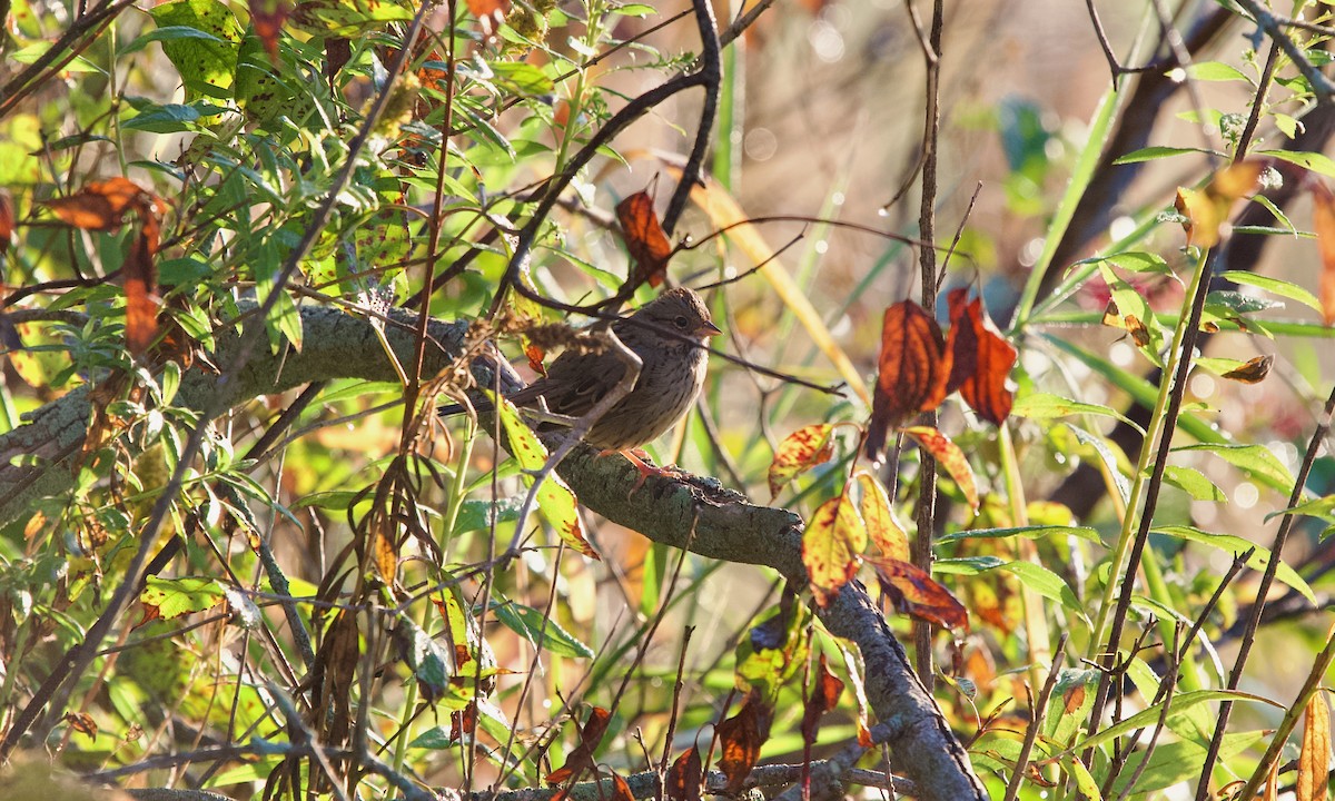 Lincoln's Sparrow - ML643075937